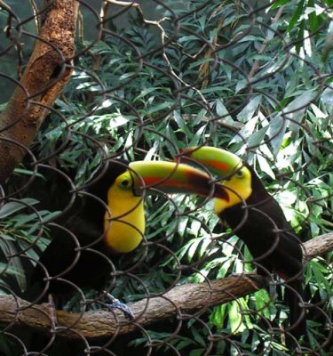 Zoo toucans