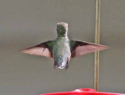 IMG_3168hum.jpg