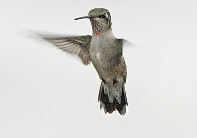 IMG_3401hum.jpg