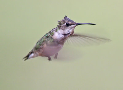 IMG_3495hum.jpg