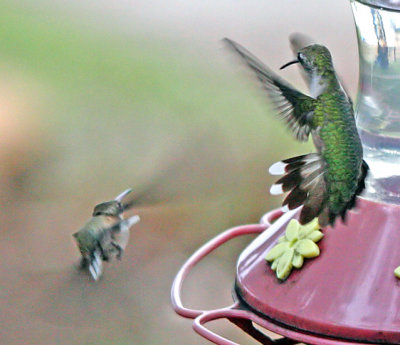 IMG_5595hum.jpg