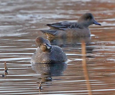 IMG_3008wnr.jpg