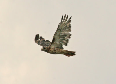 IMG_38111.jpg