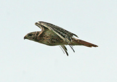 IMG_38161.jpg