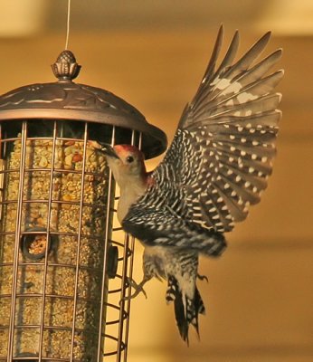 Red-bellied Woodpeckers