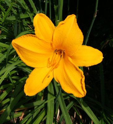 IMG_2952tlo.jpg