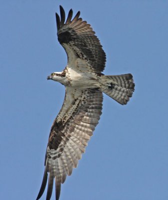 IMG_1055osp.jpg