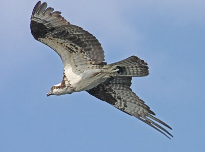 IMG_1062osp.jpg