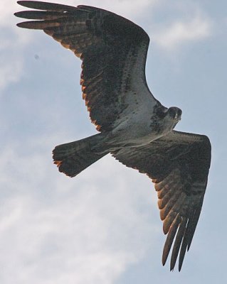 IMG_1074osp.jpg