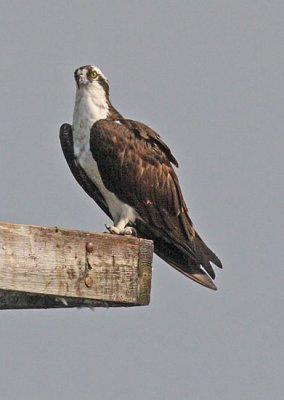 IMG_1093osp.jpg
