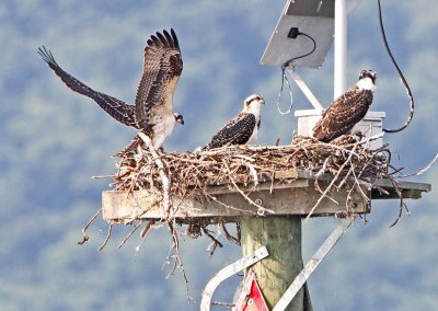 IMG_2444osp.jpg