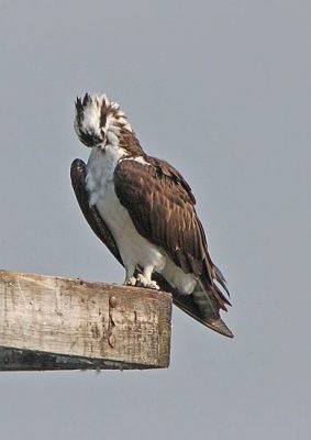 IMG_2467osp.jpg
