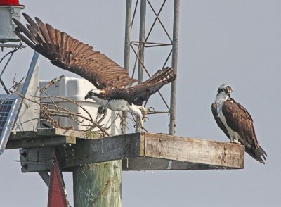IMG_2469osp.jpg