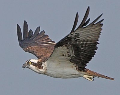 IMG_2484osp.jpg