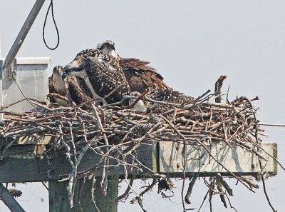 IMG_2560osp.jpg