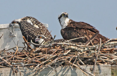 IMG_2582osp.jpg