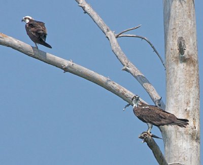 IMG_2635osp.jpg