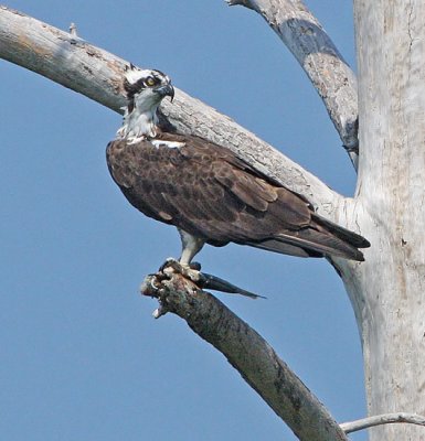 IMG_2649osp.jpg