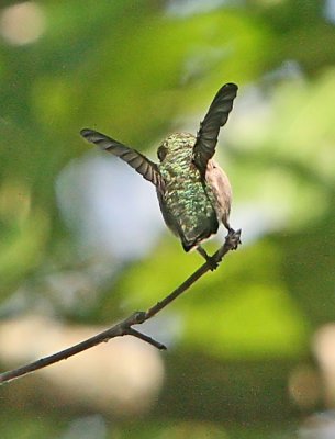 IMG_4149hum.jpg