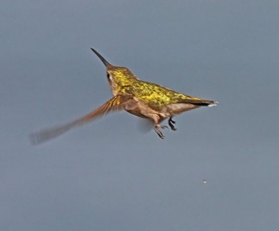 IMG_2958hum.jpg