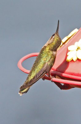 IMG_3072hum.jpg