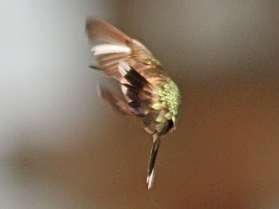 IMG_1511hum.jpg