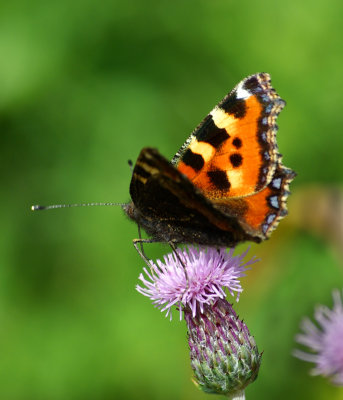 Small Tortoiseshell