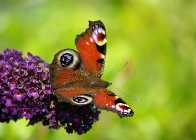 Peacock