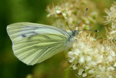 Green Vein White