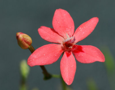 Rockery flower - Laparusia Cruenta