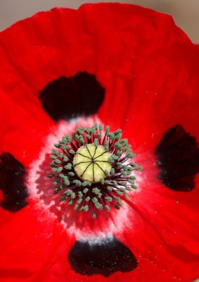 Poppy macro