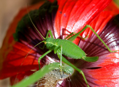 Grasshopper on Poppy