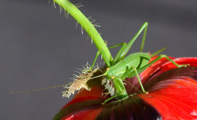 Grasshopper on Poppy