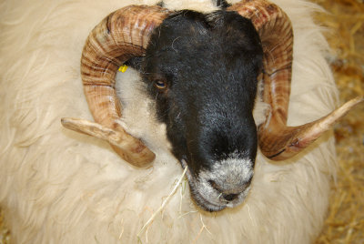 Sheep horns