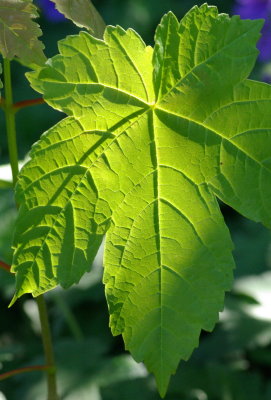 Sunlit leaf