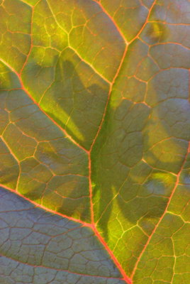 Leaf backlit
