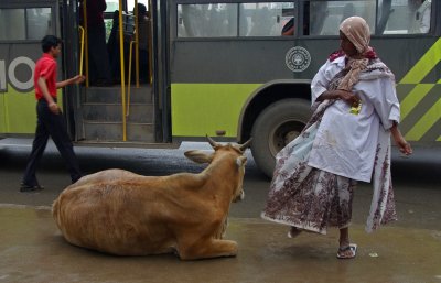 Woman kicking Cow