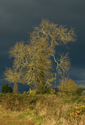 Storm clouds bearing down on sunlit tree