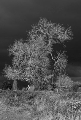 Tree and Dark sky