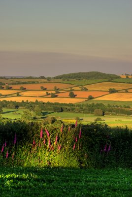 Westfield Evening Light - Devon