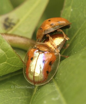 Golden Tortoise Beetles JN8 #9038
