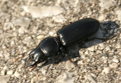 Ground Beetle (Scarites) JN8 #9220