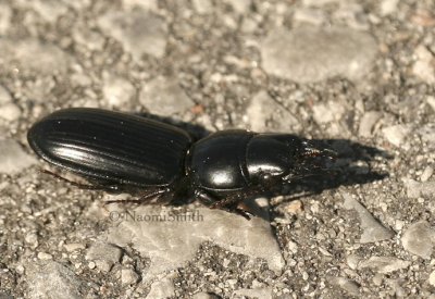 Ground Beetle (Scarites) JN8 #9218