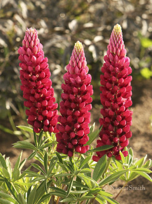 Lupine- Russell Red JN8 #8964