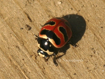 Three-banded Lady Beetle JN8 #9304