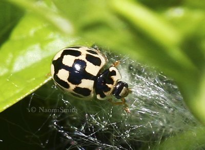 Fourteen-spotted Lady Beetle JN8 #1263