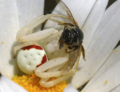 Misumena vatia-female #JN8 #1216