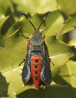 Squash Vine Borer JL8 #9774