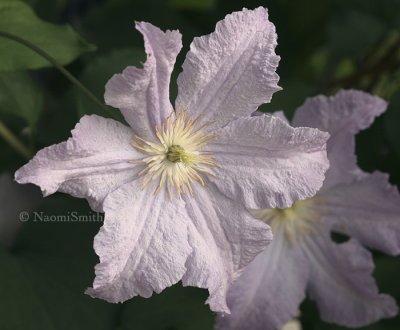 Clematis Blue Angel JL8 #9938