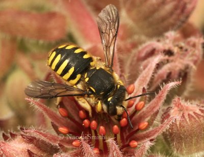 Anthidium manicatum JL8 #152